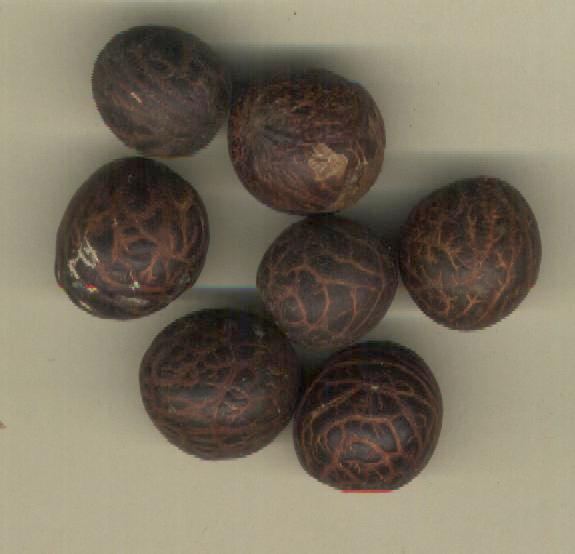 Seed identification DISCUSSING PALM TREES WORLDWIDE PalmTalk